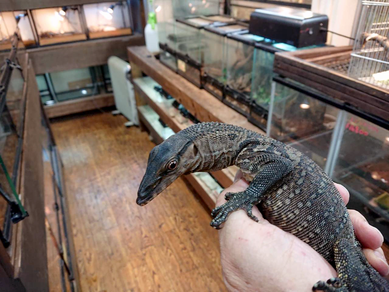 ラフネックモニター(3)