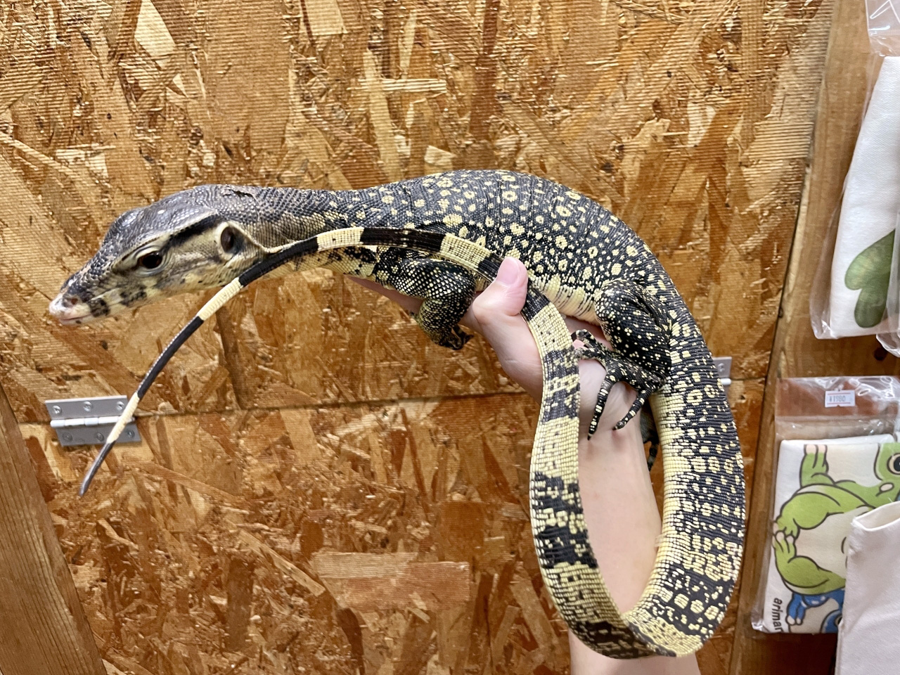 サルバトールモニター(5)