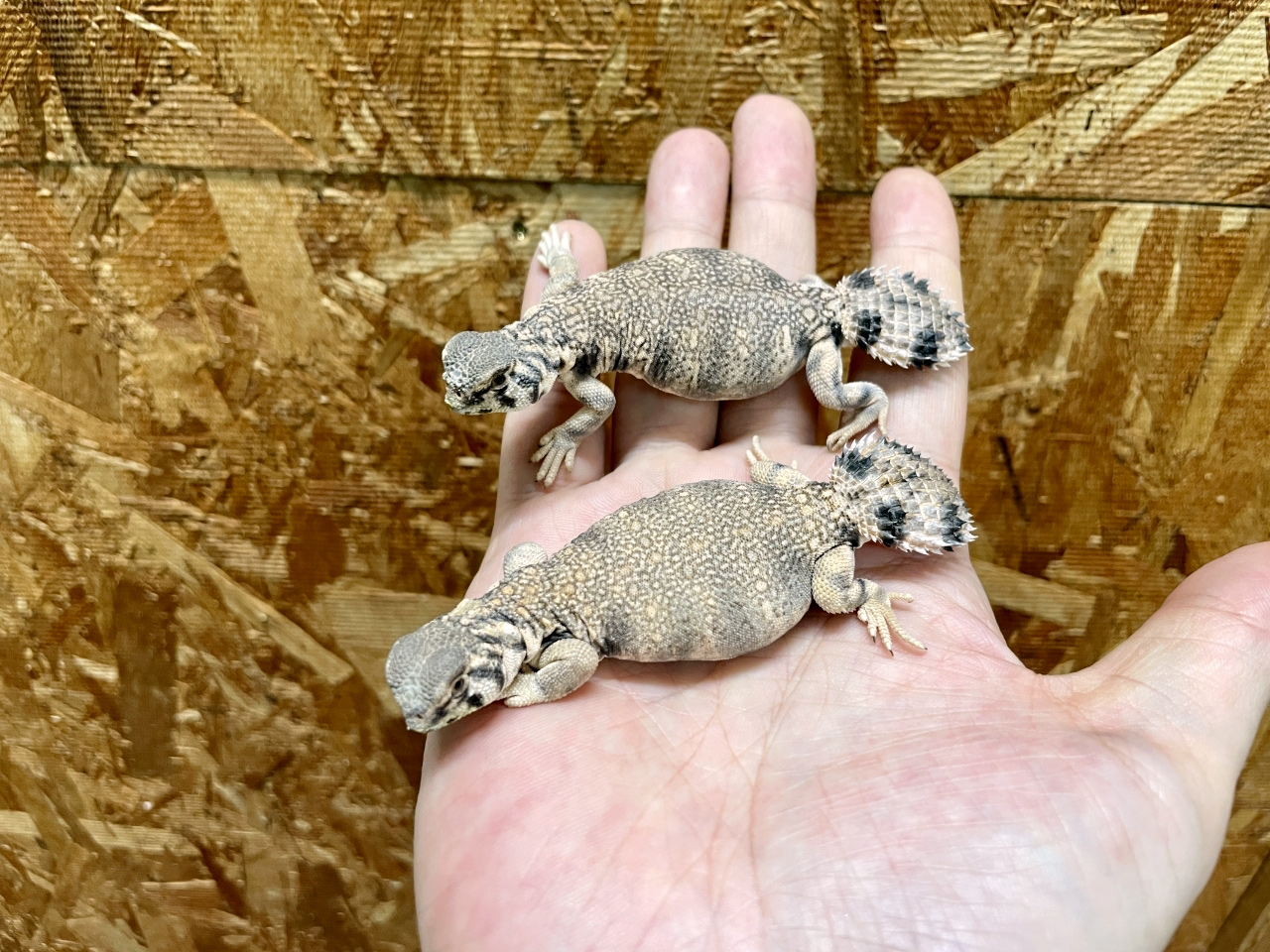 トーマストゲオアガマ(7)