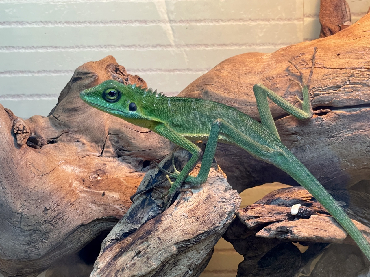 コグシカロテス(1)