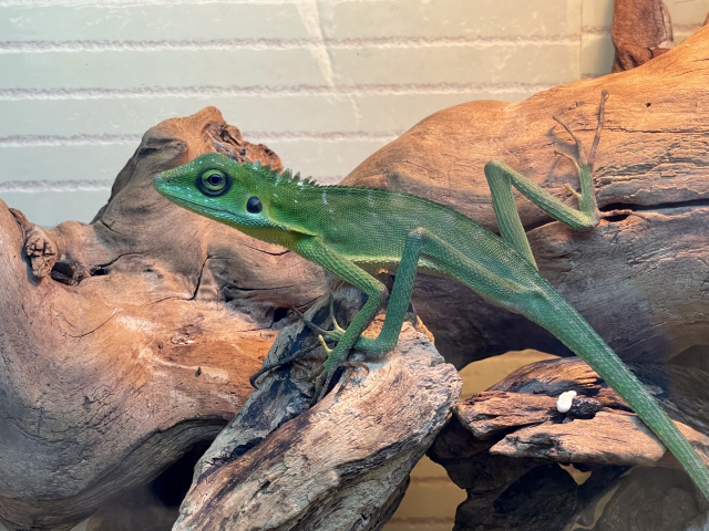 コグシカロテス