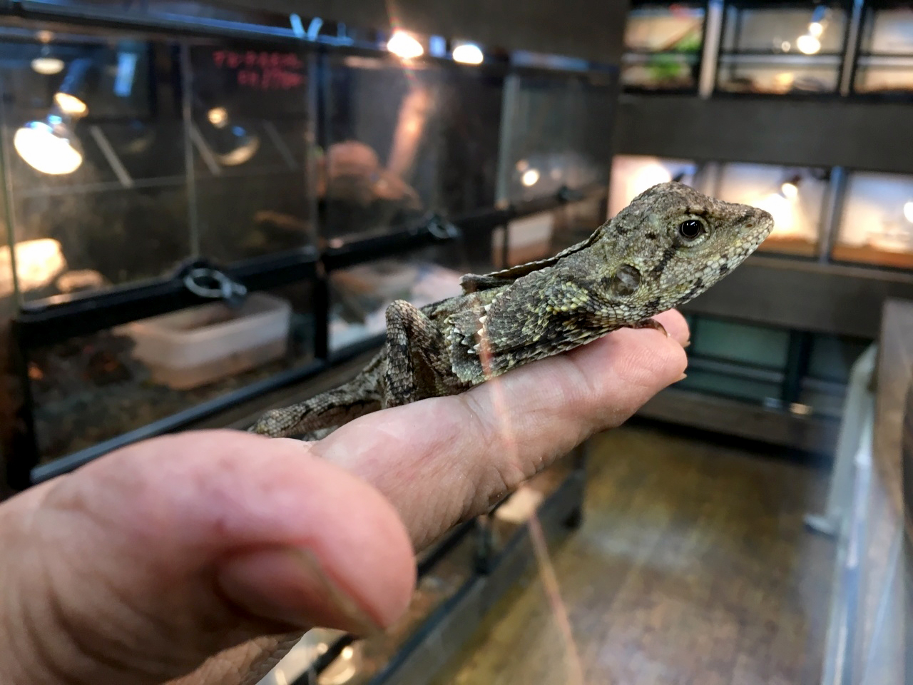エリマキトカゲ 1455 エリマキトカゲ 走る エリマキトカゲ 1455 エリマキトカゲ 走る