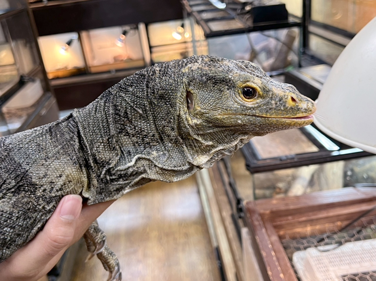 グレイモニター(6)