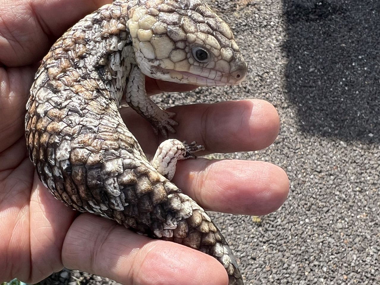 ニシマツカサトカゲ(11)