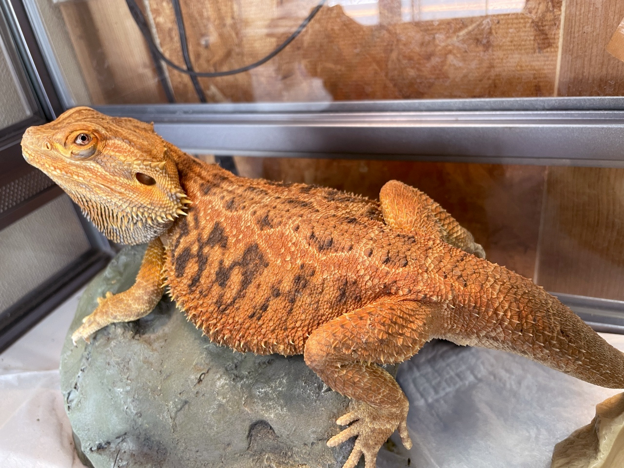 フトアゴヒゲトカゲ(3)