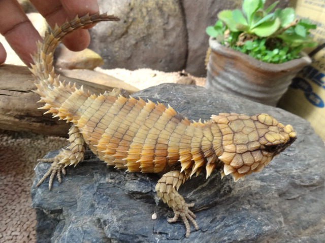 アルマジロトカゲ(10)