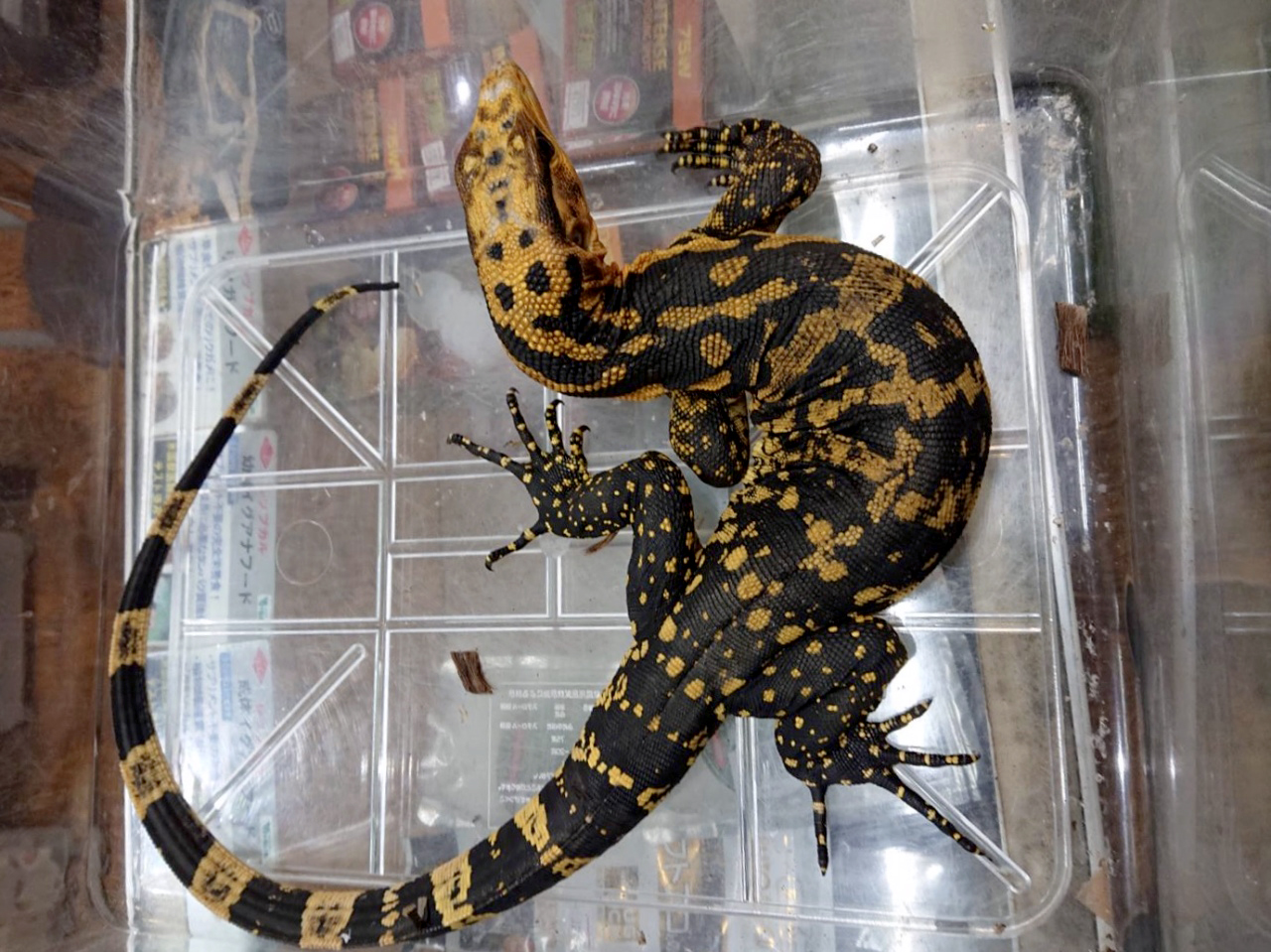 カミンギーモニター(5)