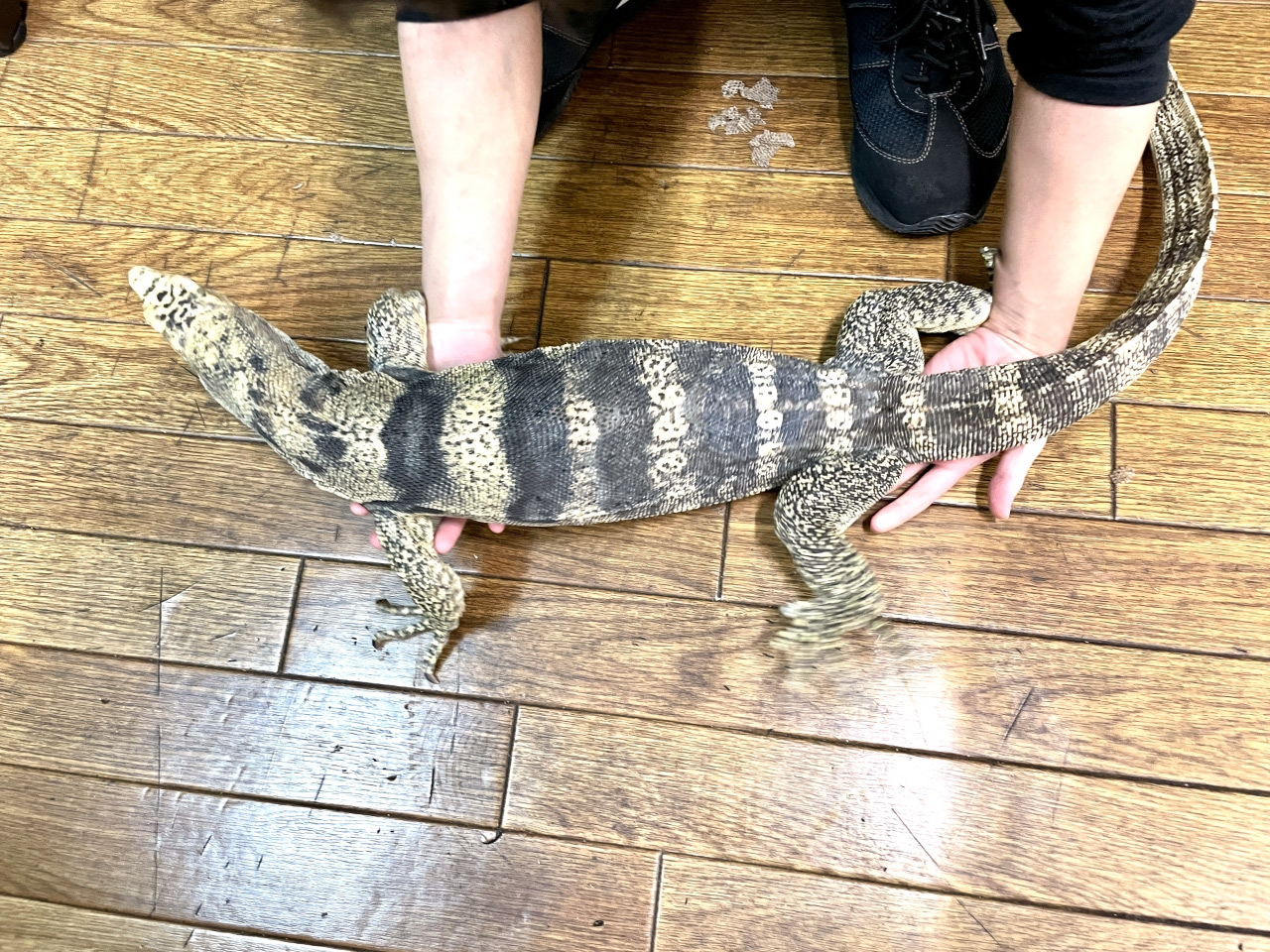 サルファモニター(4)