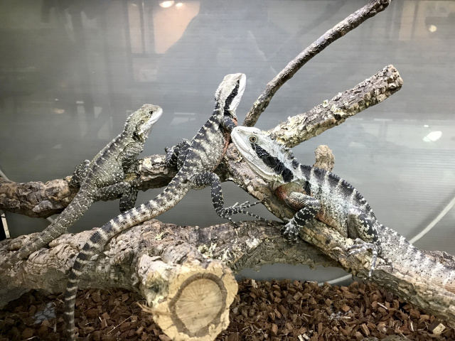 ヒガシウォータードラゴン