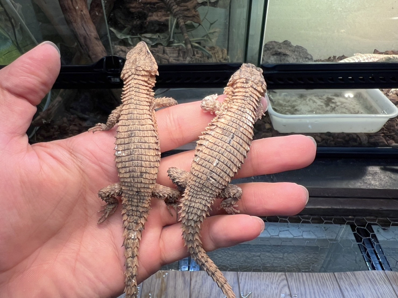 トロピクスヨロイトカゲ(11)