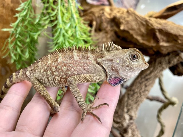 ベルモリドラゴン