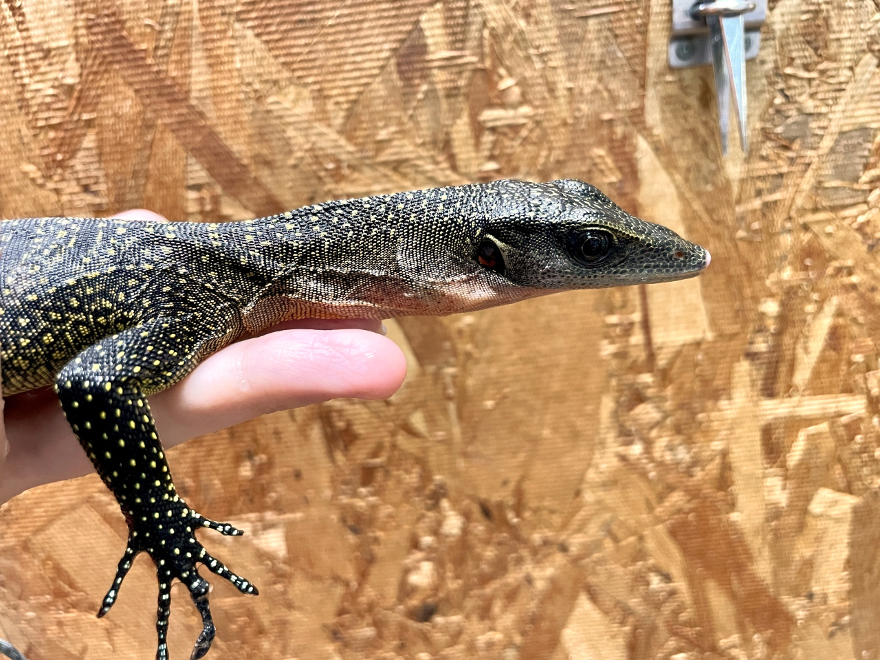 カールシュミットモニター(3)