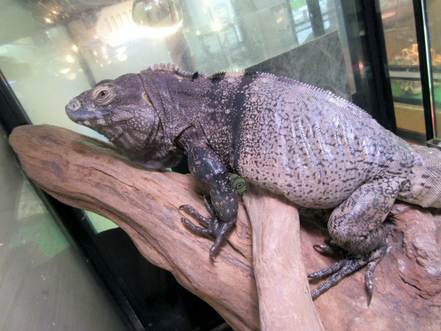 サンエステバントゲオイグアナ(7)