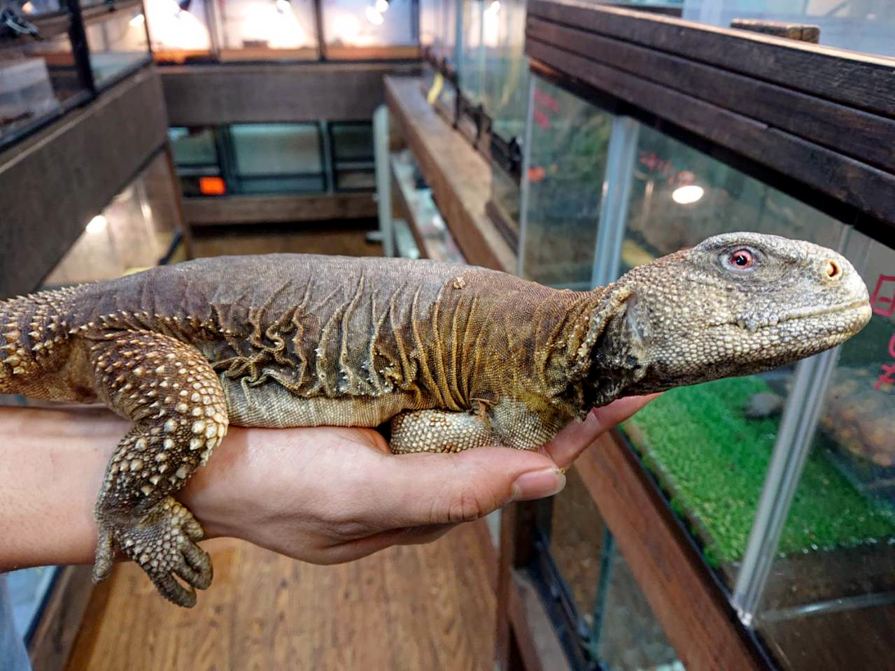 エジプトトゲオアガマ(3)