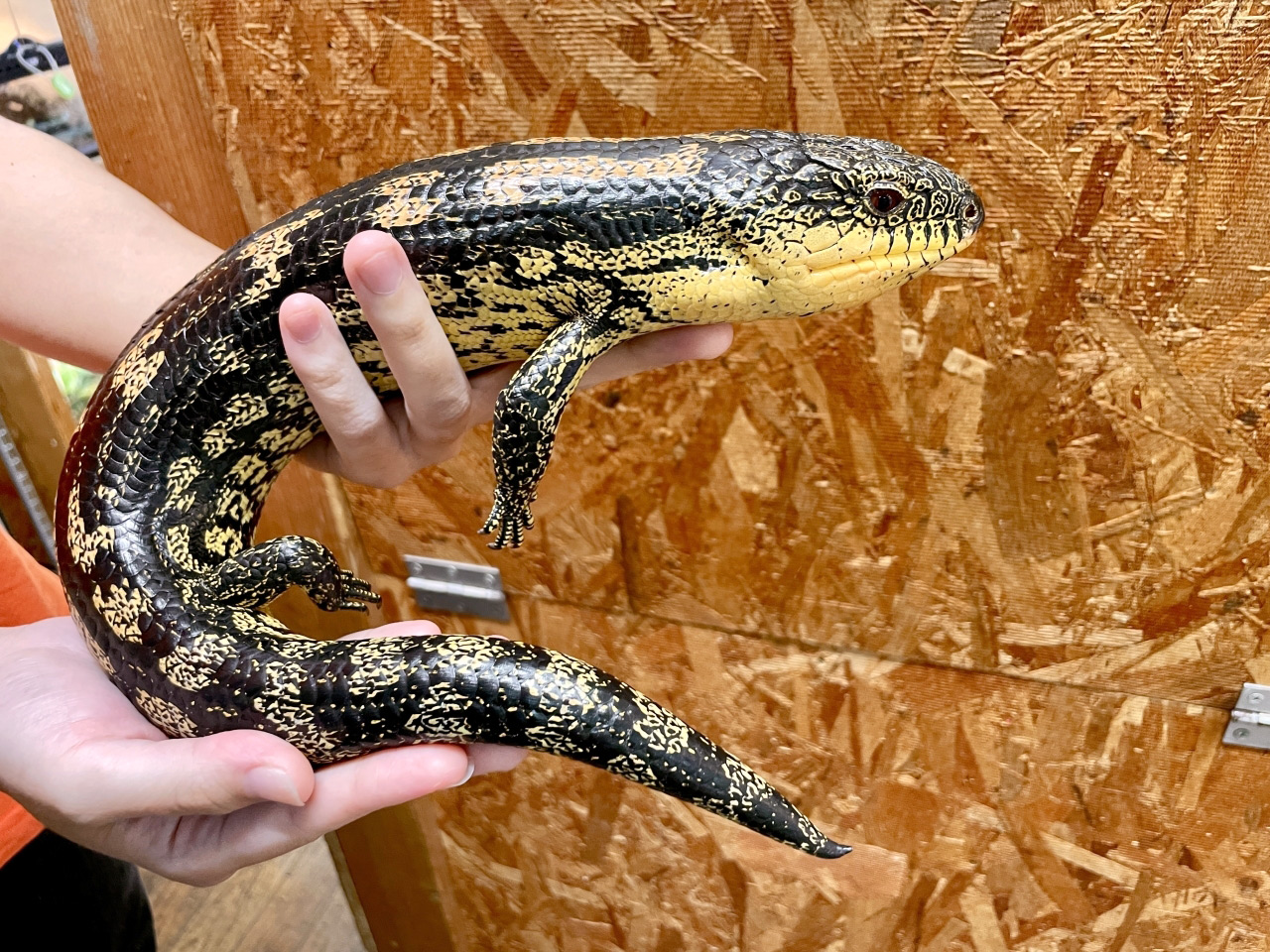 マダラアオジタトカゲ(1)