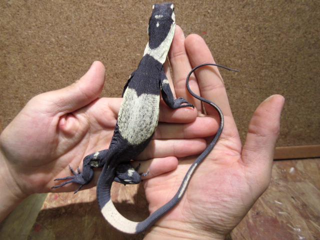 レースモニター(9)