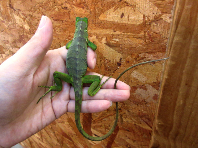 サバブラックイグアナ(6)