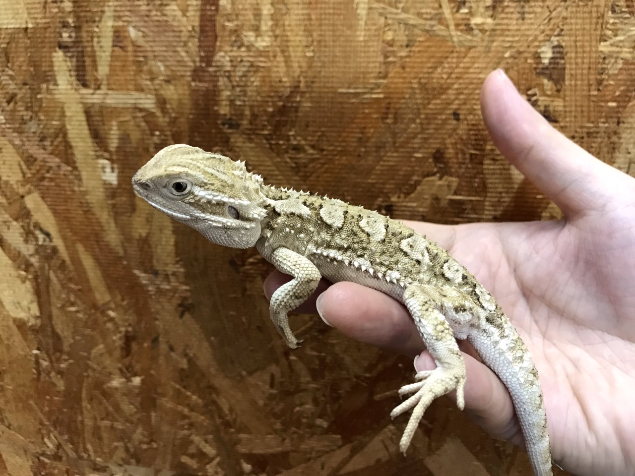 ローソンアゴヒゲトカゲ(2)