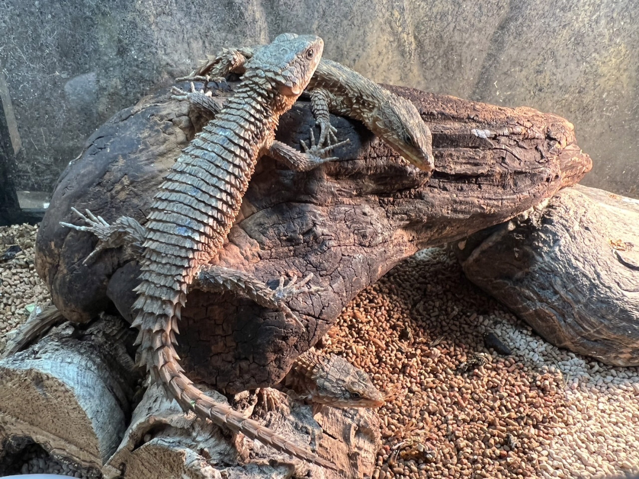 トロピクスヨロイトカゲ(9)