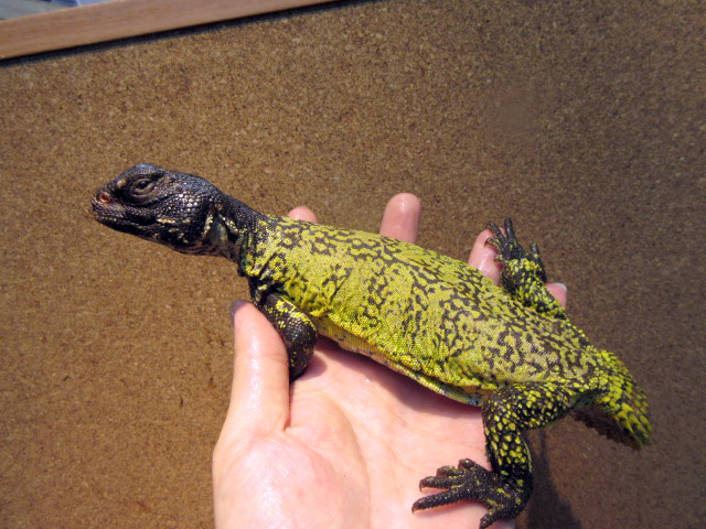 アカンシニュルストゲオアガマ(11)