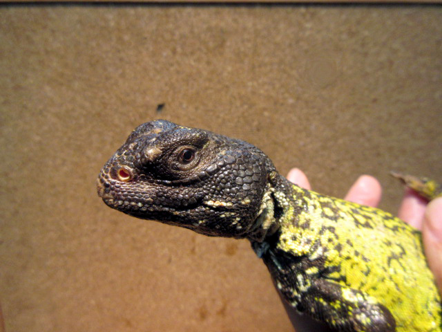 アカンシニュルストゲオアガマ(12)