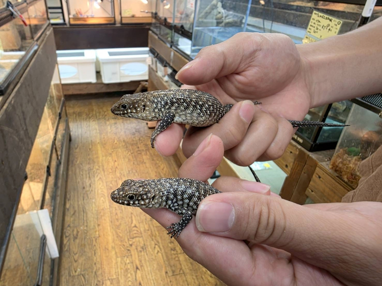 カニンガムイワトカゲ(3)