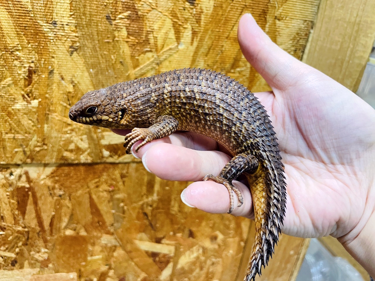 ストケスイワトカゲ(5)