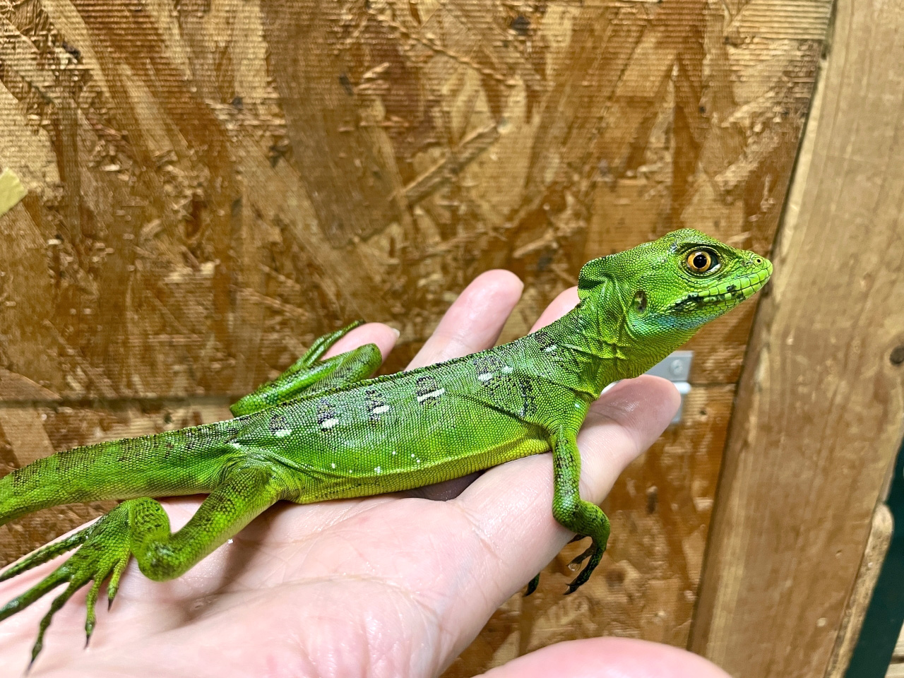 グリーンバシリスク(6)