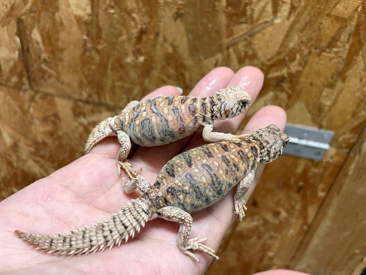 ニシキトゲオアガマ(11)