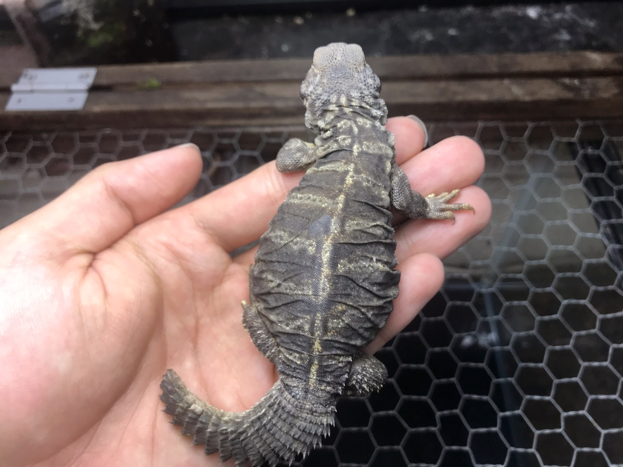 オビトゲオアガマ(11)