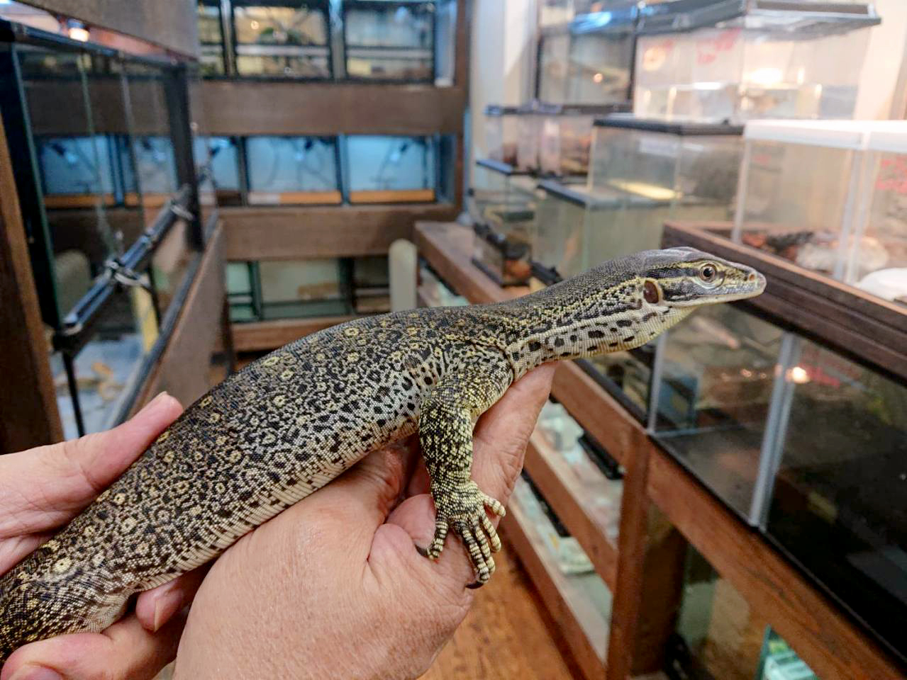 グールドモニター(8)