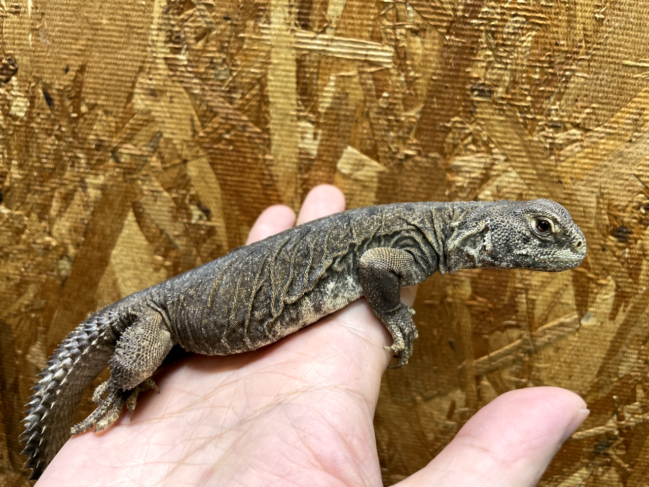 エジプトトゲオアガマ(9)