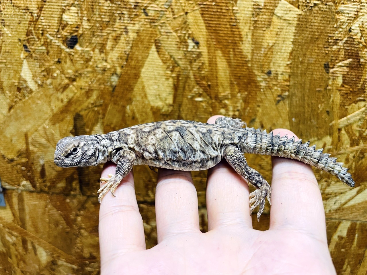 オビトゲオアガマ(9)