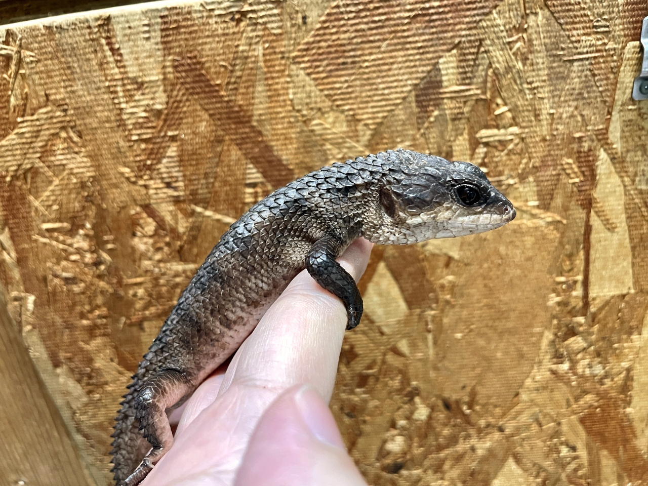 スラウェシクロコダイルスキンク(1)