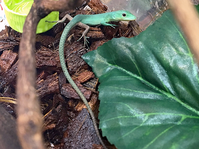 ミドリガストロカナヘビ(10)