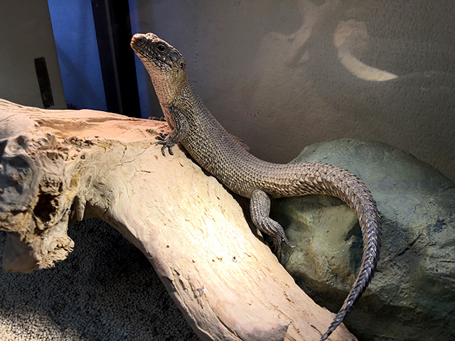 カニンガムイワトカゲ(1)