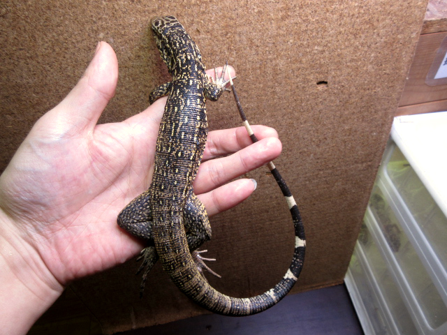 ゴールデンテグー(4)