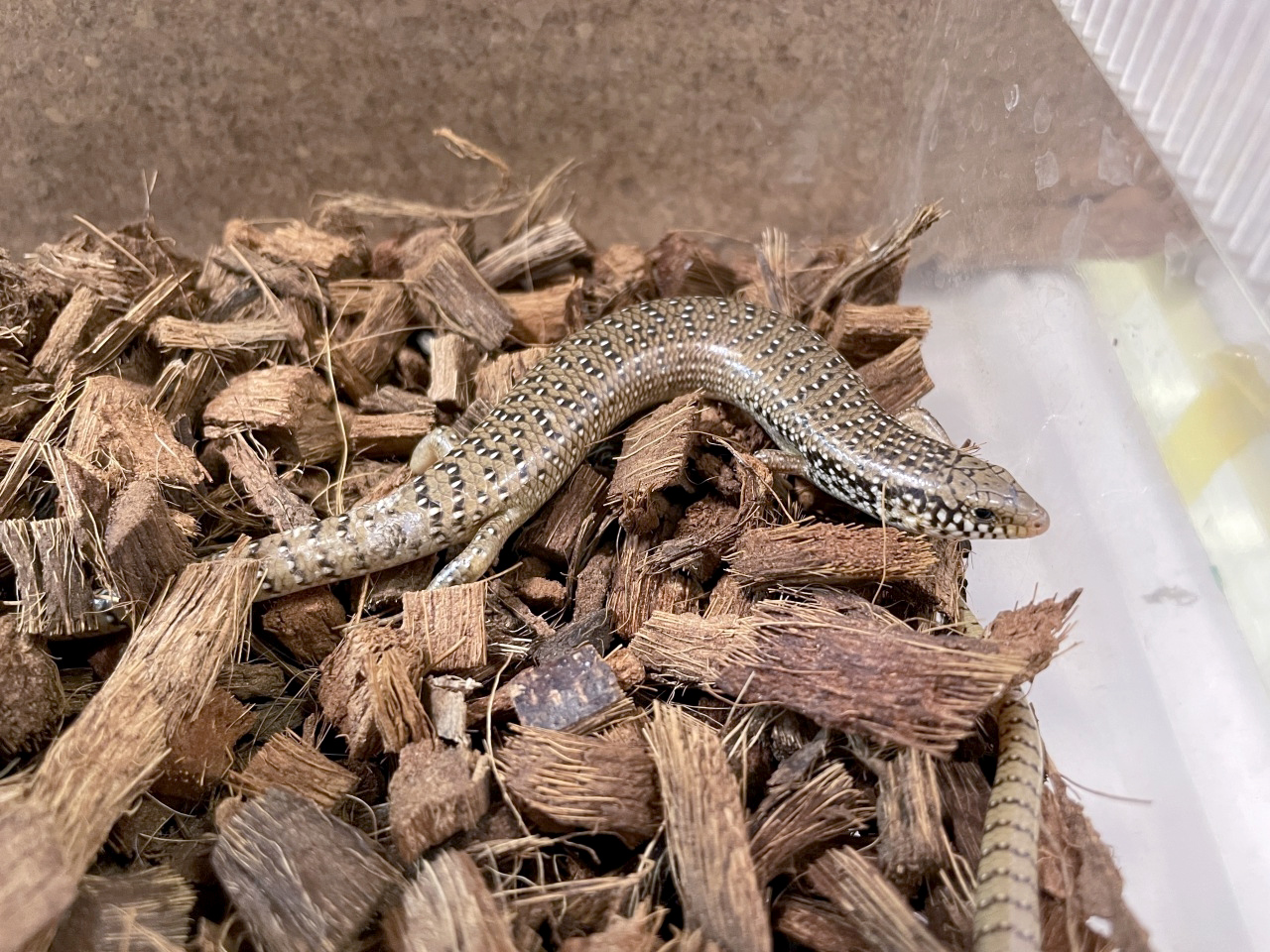 オオアシカラカネトカゲ(5)