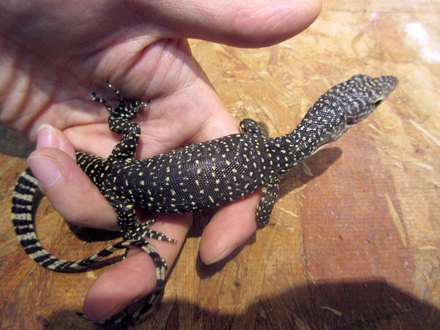 マングローブモニター(10)