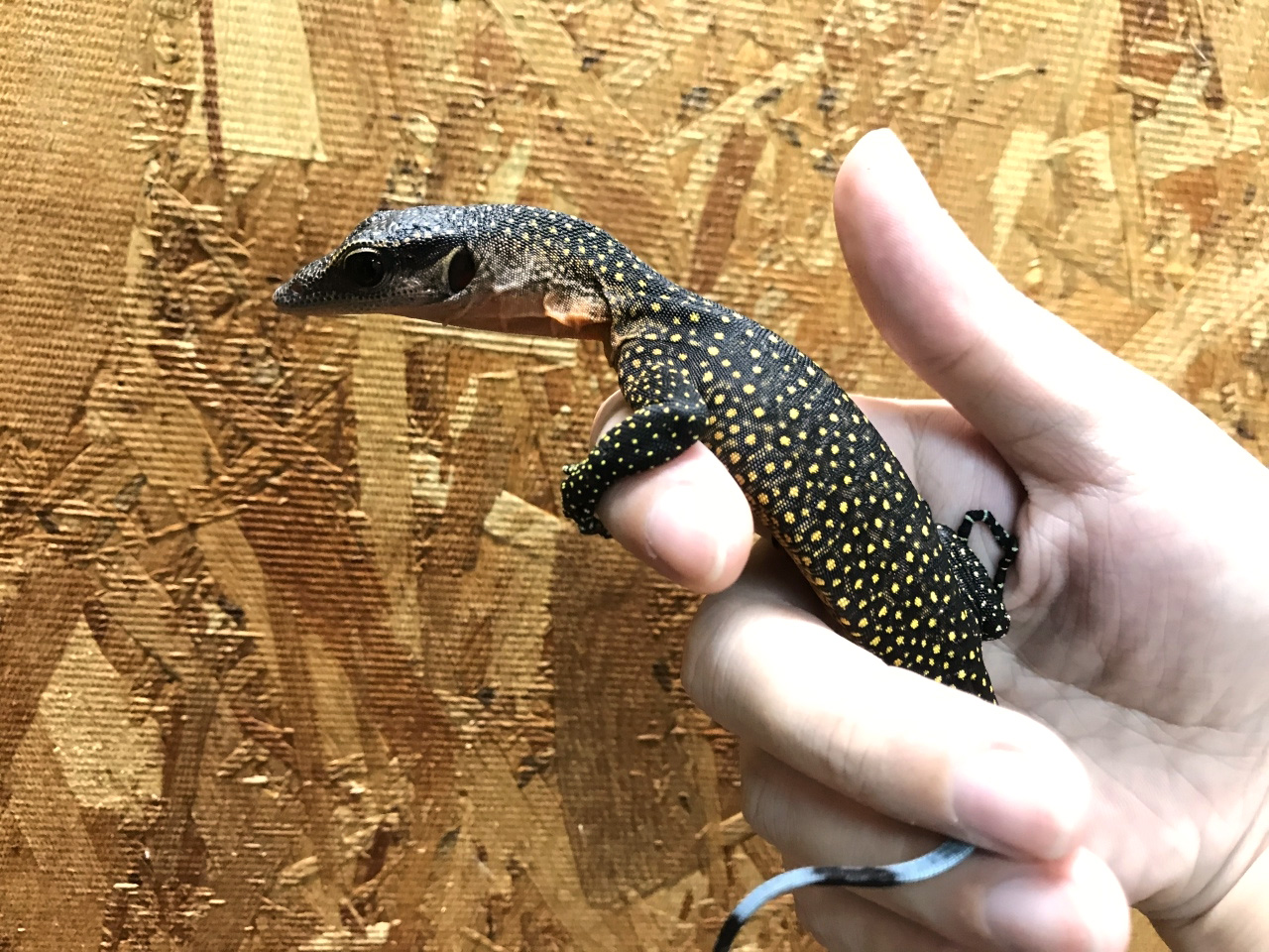 カールシュミットモニター(7)