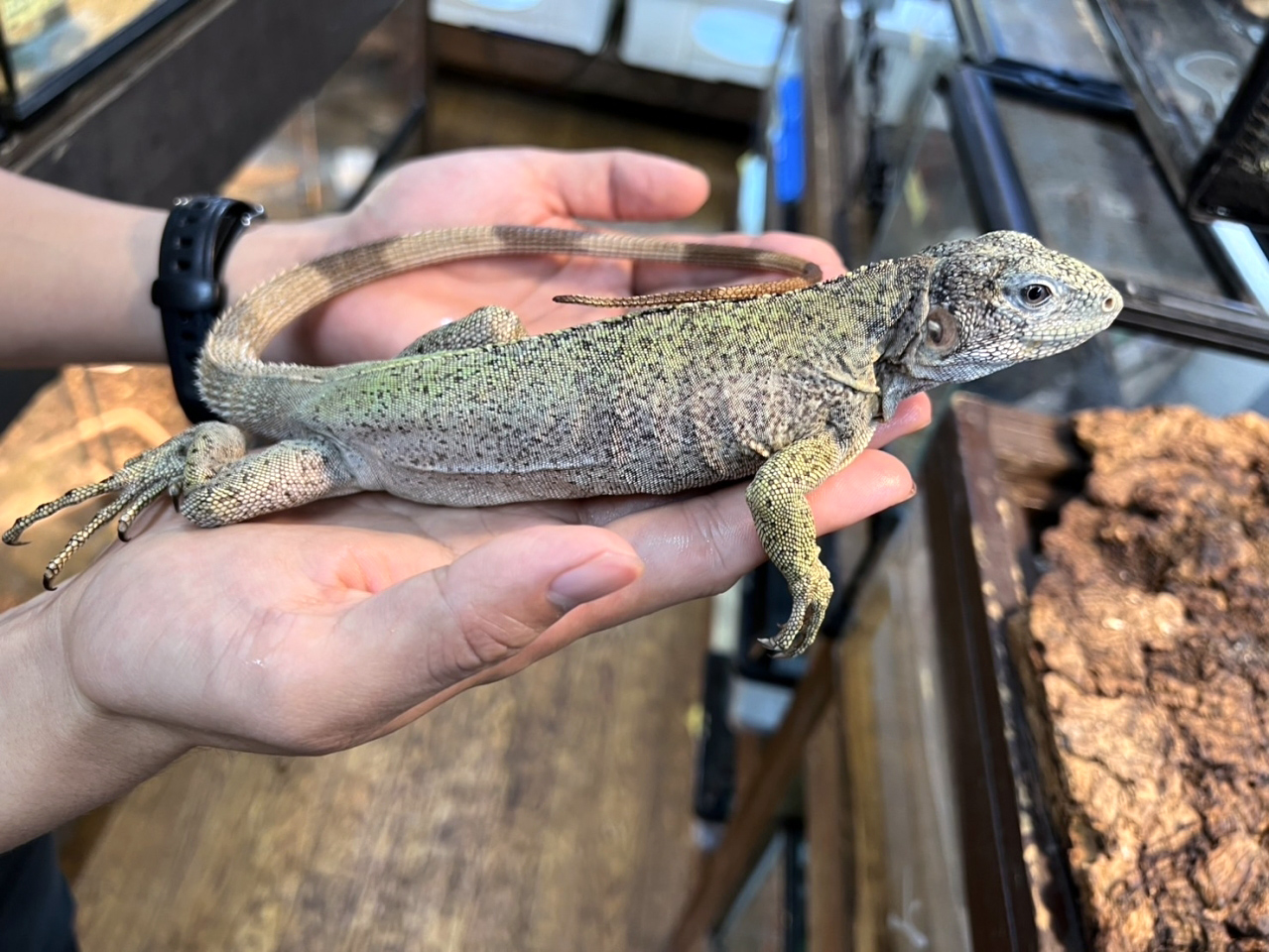 バナナスパイニーテールイグアナ(4)