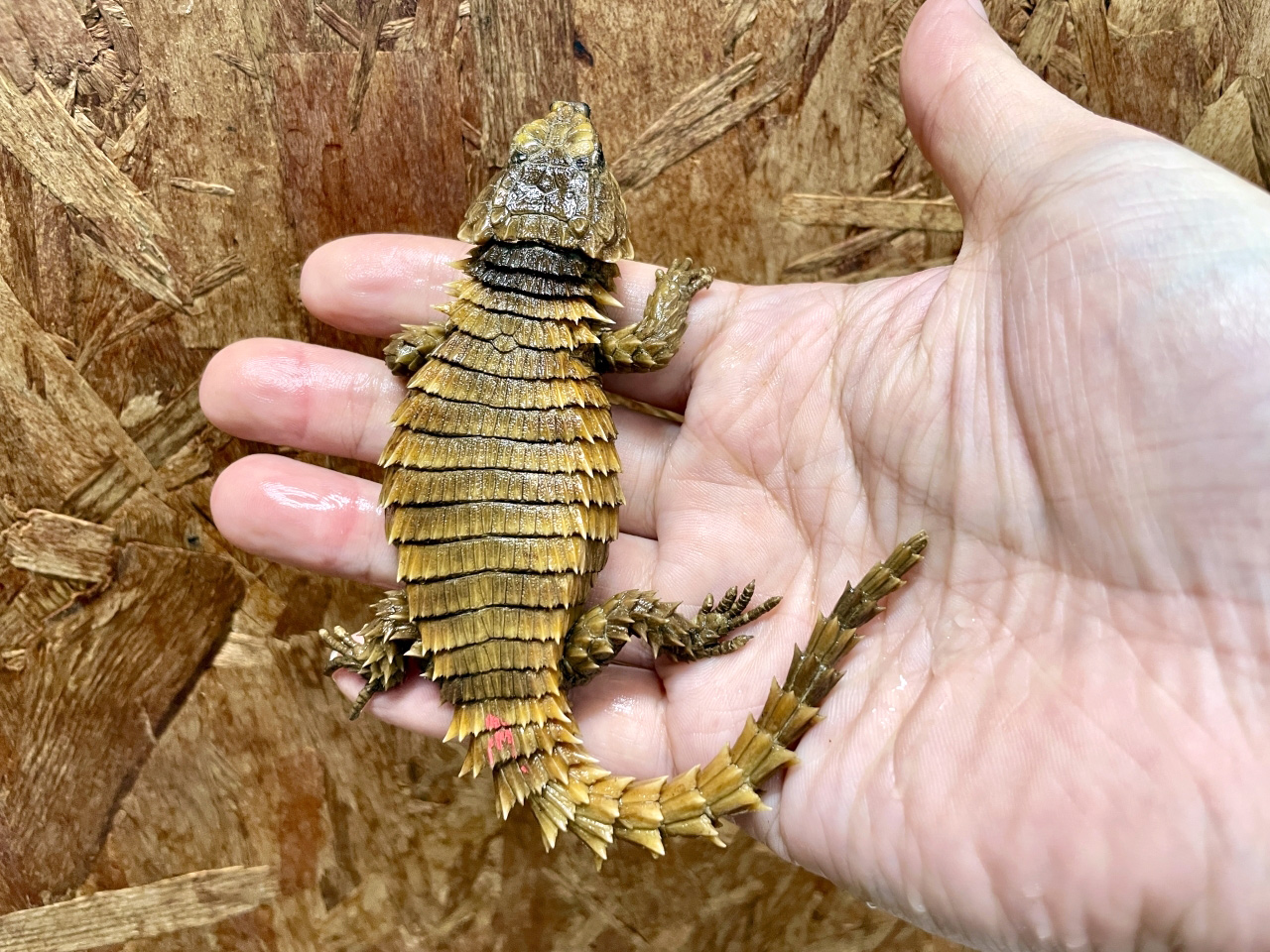 アルマジロトカゲ(8)