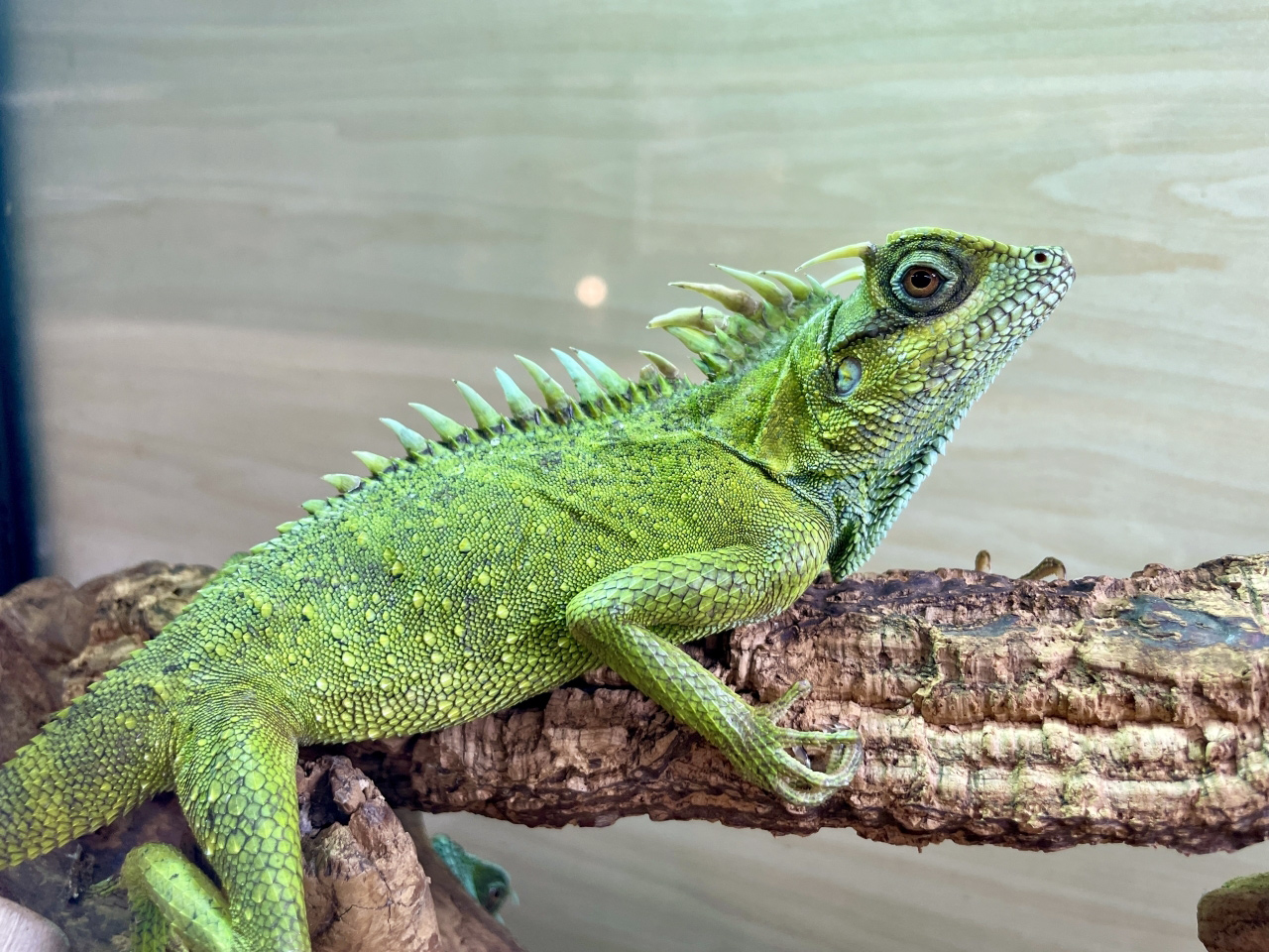 ナタリアクシトカゲ(4)