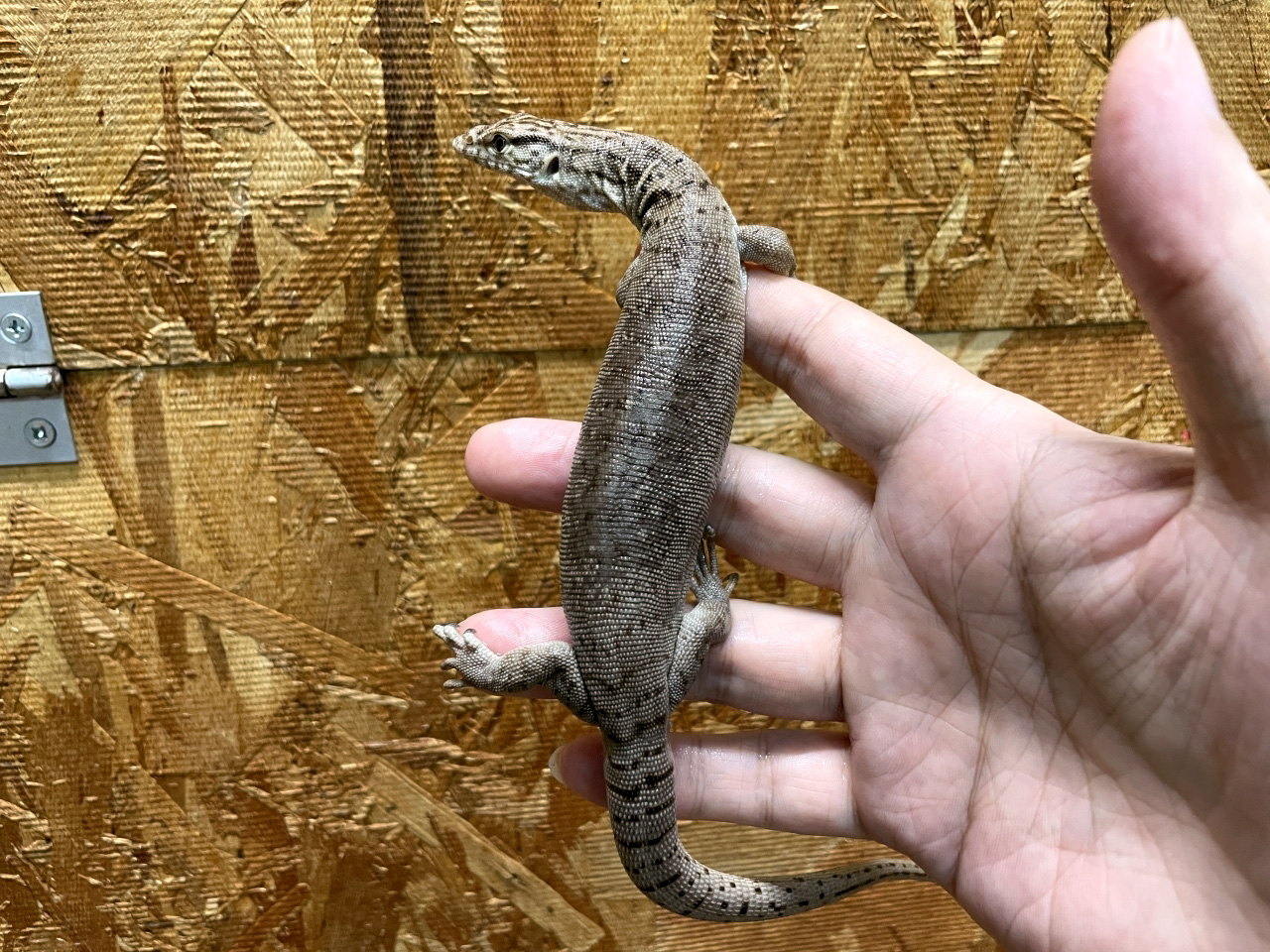 ピグミーマルガモニター(5)