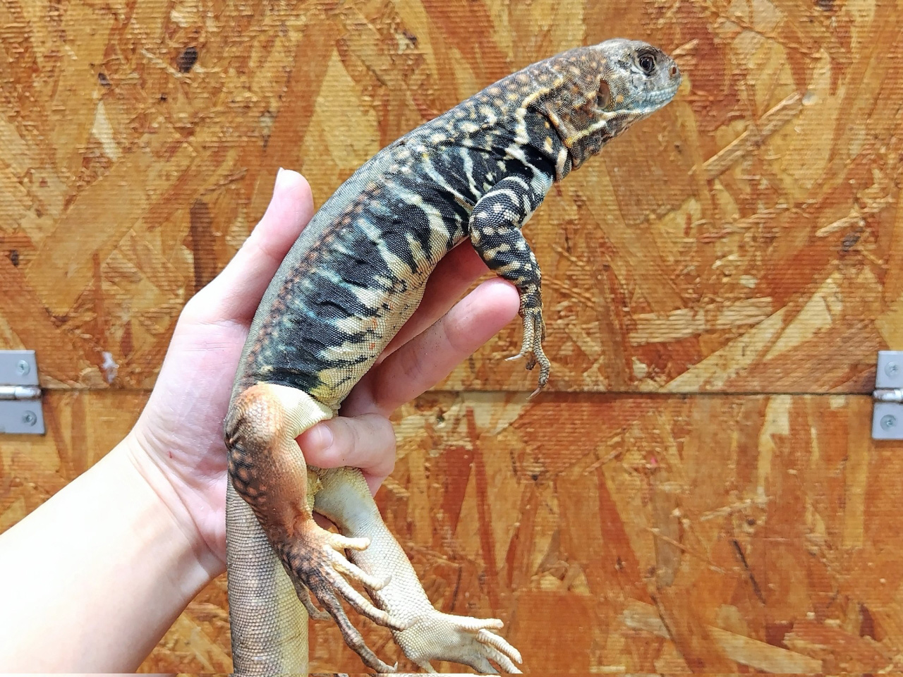 ロイヤルバタフライアガマ(3)