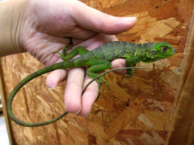 サバブラックイグアナ(4)