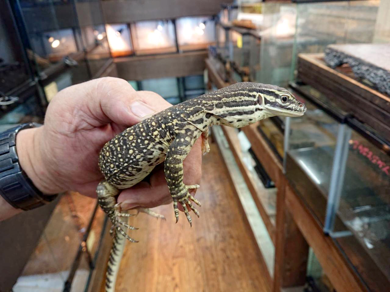 グールドモニター(5)