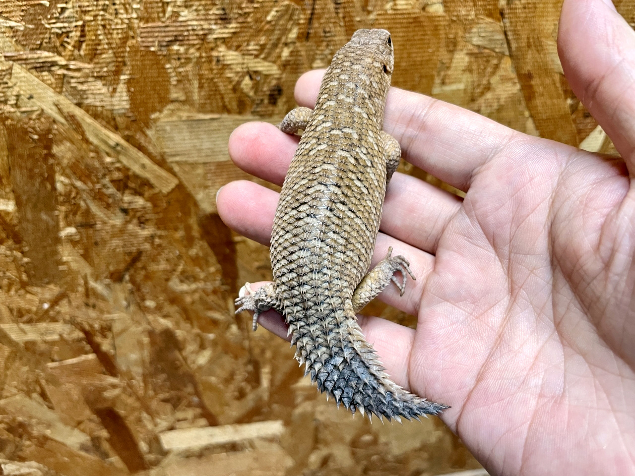 ストケスイワトカゲ(9)