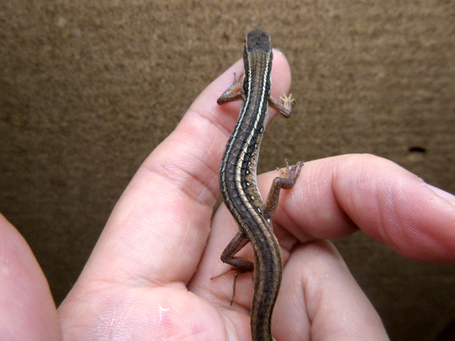 オナガカナヘビ(7)