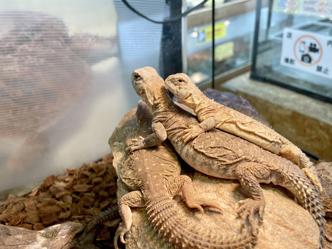 エジプトトゲオアガマ(11)